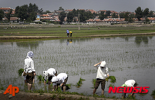 ▲ 2015년 6월 북 황해남도에서 주민들이 모내기를 하고 있다. [사진 : AP/뉴시스]